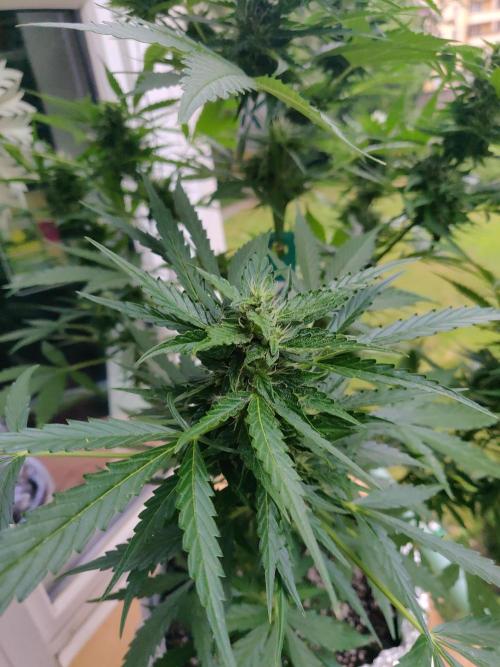 Northern Lights Automatic 2026 Balcony. Week 10 - 20.07.2026