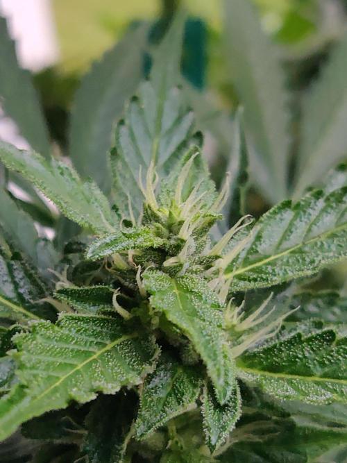Northern Lights Automatic 2026 Balcony. Week 10 - 20.07.2026