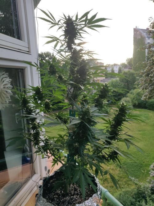 Northern Lights Automatic 2026 Balcony. Week 10 - 21.07.2026