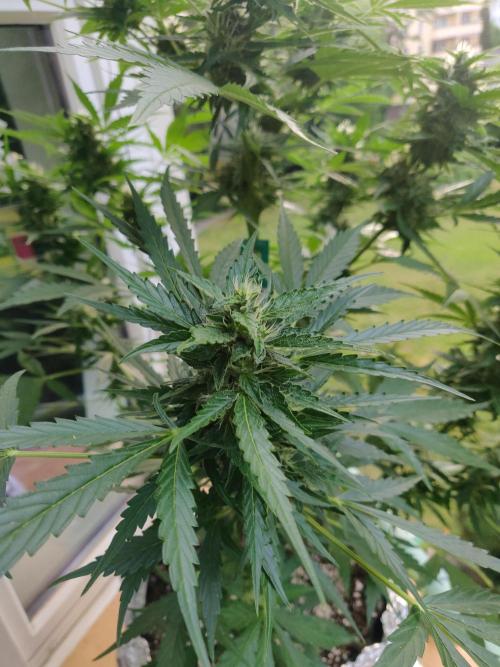 Northern Lights Automatic 2026 Balcony. Week 10 - 21.07.2026