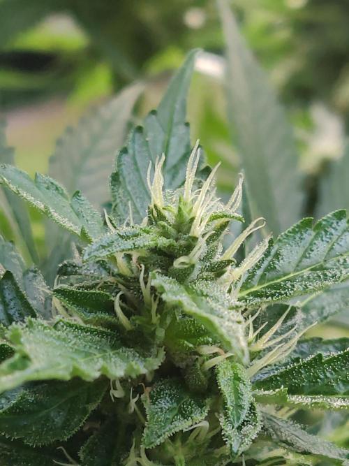 Northern Lights Automatic 2026 Balcony. Week 10 - 21.07.2026