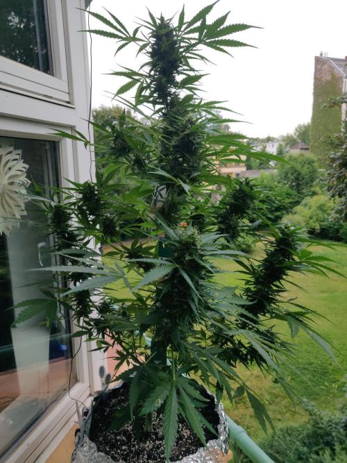 Northern Lights Automatic 2026 Balcony. Week 11 - 22.07.2026
