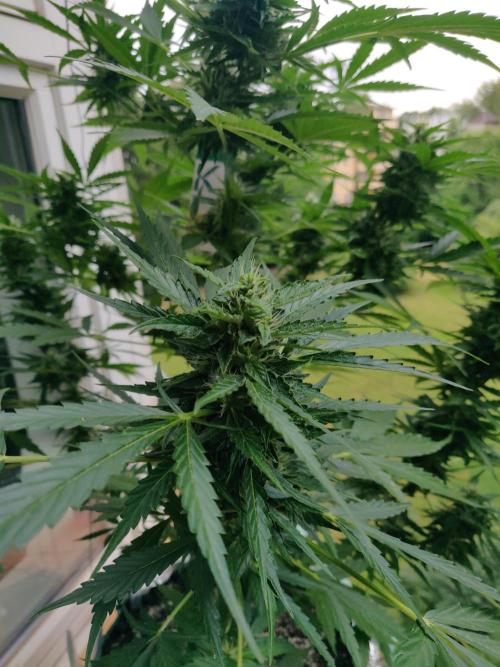 Northern Lights Automatic 2026 Balcony. Week 11 - 22.07.2026