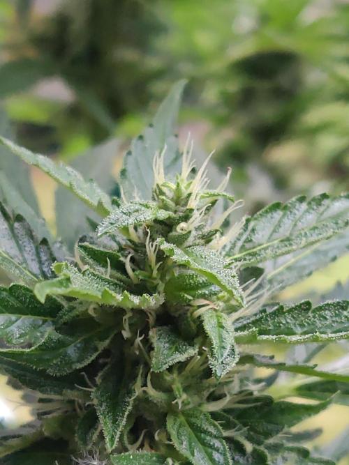 Northern Lights Automatic 2026 Balcony. Week 11 - 22.07.2026