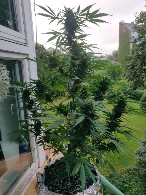 Northern Lights Automatic 2026 Balcony. Week 11 - 23.07.2026