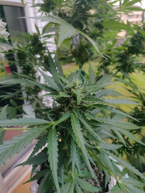 Northern Lights Automatic 2026 Balcony. Week 11 - 23.07.2026