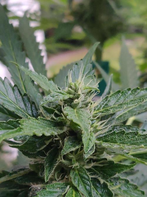 Northern Lights Automatic 2026 Balcony. Week 11 - 23.07.2026