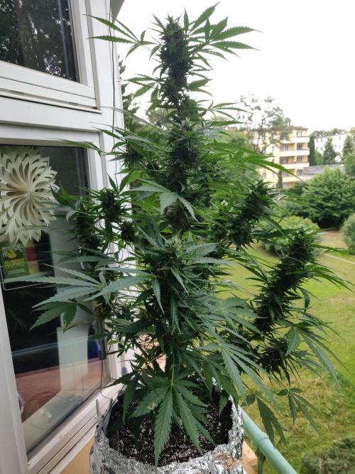 Northern Lights Automatic 2026 Balcony. Week 11 - 24.07.2026