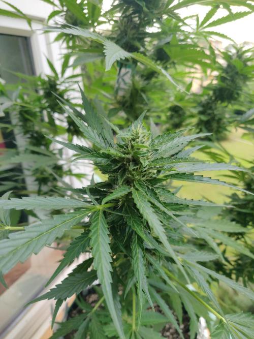Northern Lights Automatic 2026 Balcony. Week 11 - 24.07.2026