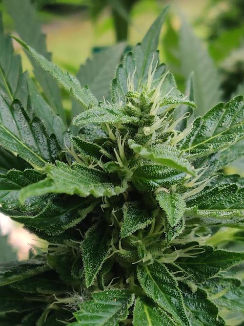 Northern Lights Automatic 2026 Balcony. Week 11 - 24.07.2026