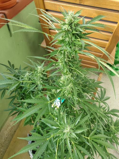 Northern Lights Automatic 2026 Balcony. Week 11 - 24.07.2026