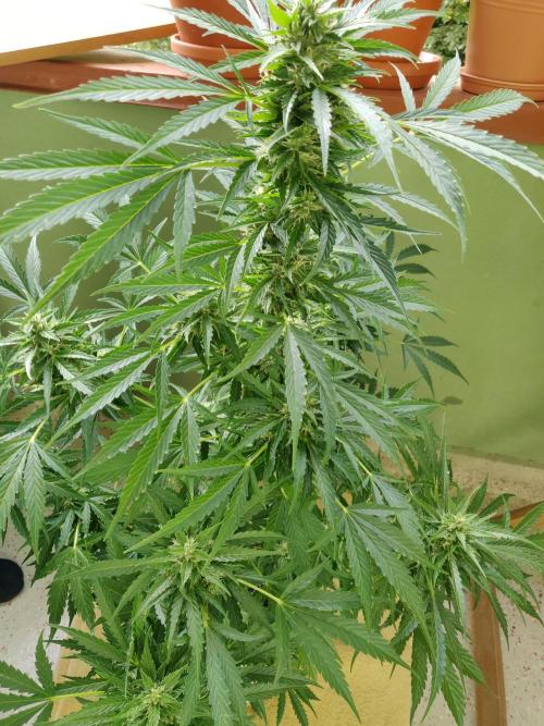Northern Lights Automatic 2026 Balcony. Week 11 - 24.07.2026
