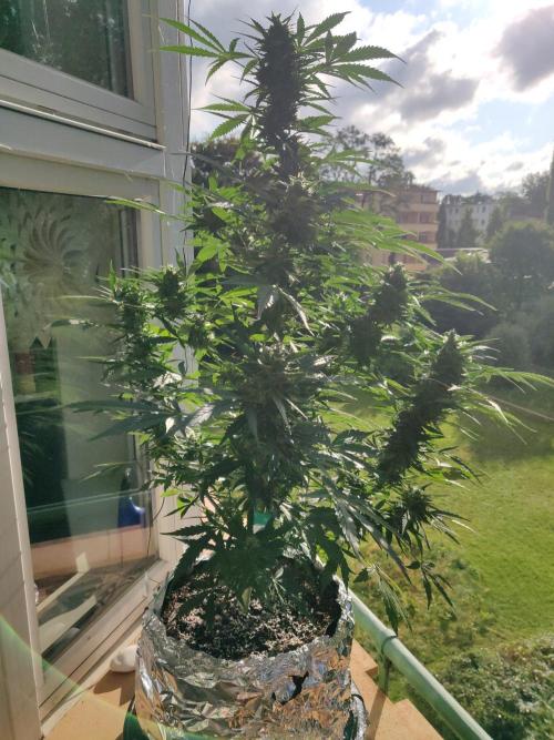 Northern Lights Automatic 2026 Balcony. Week 11 - 27.07.2026