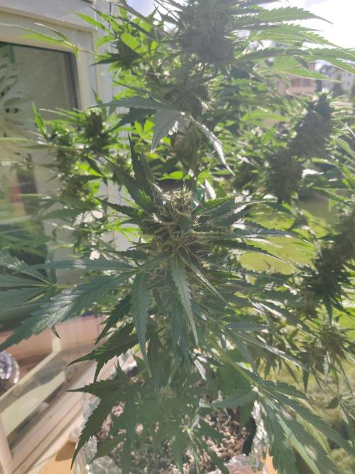 Northern Lights Automatic 2026 Balcony. Week 11 - 27.07.2026