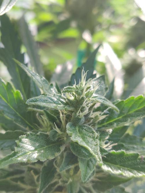 Northern Lights Automatic 2026 Balcony. Week 11 - 27.07.2026