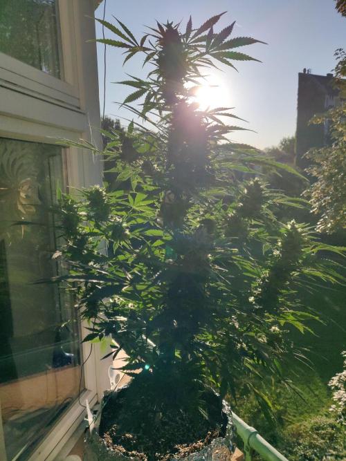 Northern Lights Automatic 2026 Balcony. Week 11 - 28.07.2026