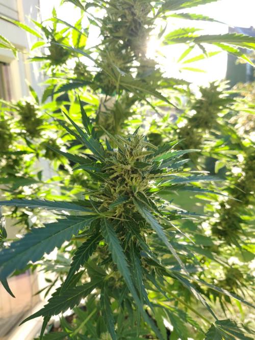 Northern Lights Automatic 2026 Balcony. Week 11 - 28.07.2026