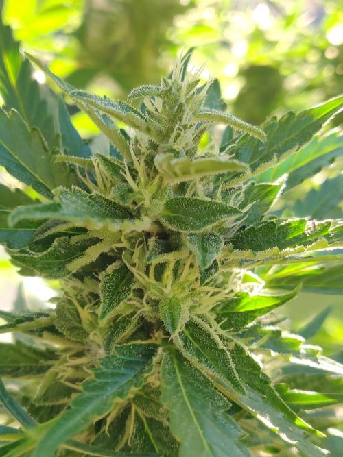 Northern Lights Automatic 2026 Balcony. Week 11 - 28.07.2026