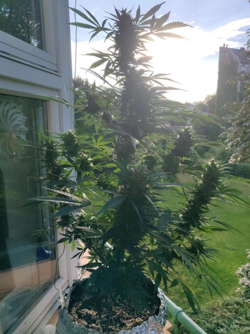 Northern Lights Automatic 2026 Balcony. Week 12 - 29.07.2026