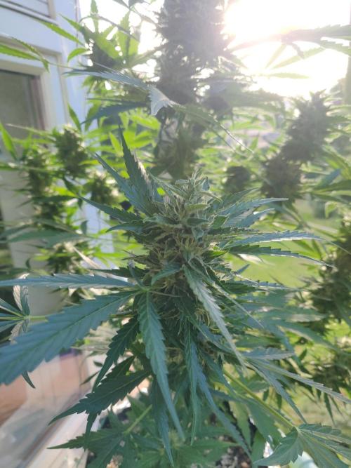 Northern Lights Automatic 2026 Balcony. Week 12 - 29.07.2026