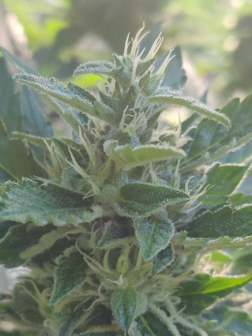 Northern Lights Automatic 2026 Balcony. Week 12 - 29.07.2026