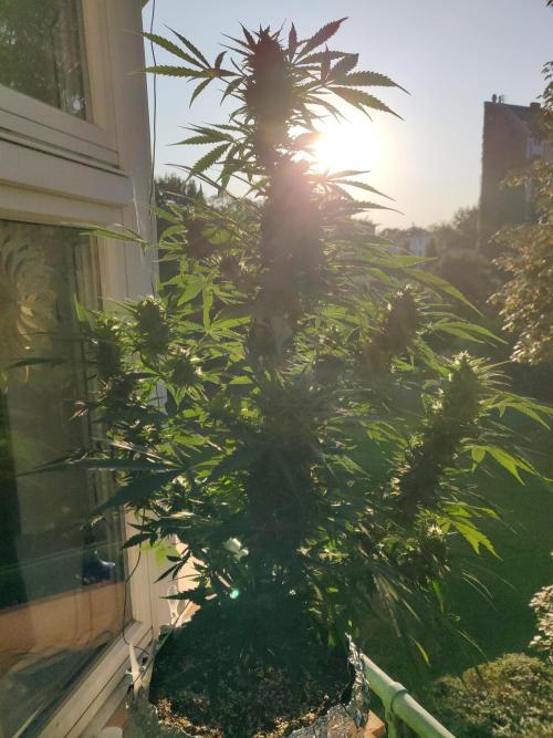 Northern Lights Automatic 2026 Balcony. Week 12 - 30.07.2026