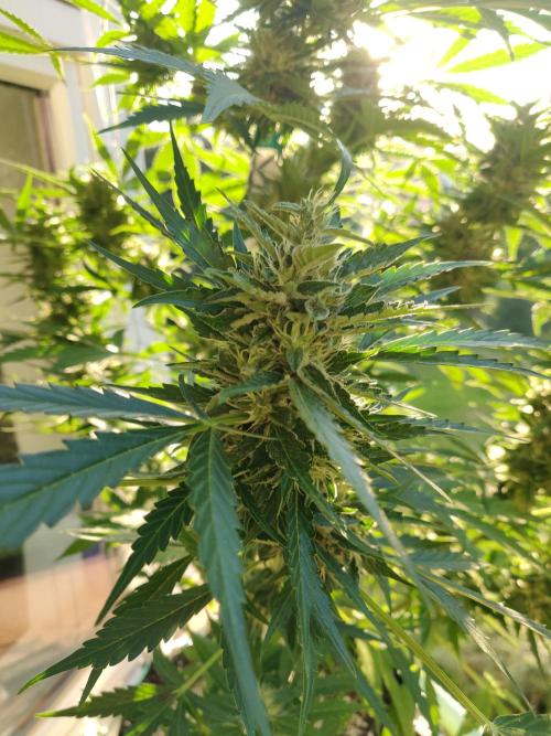 Northern Lights Automatic 2026 Balcony. Week 12 - 30.07.2026