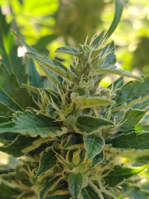 Northern Lights Automatic 2026 Balcony. Week 12 - 30.07.2026