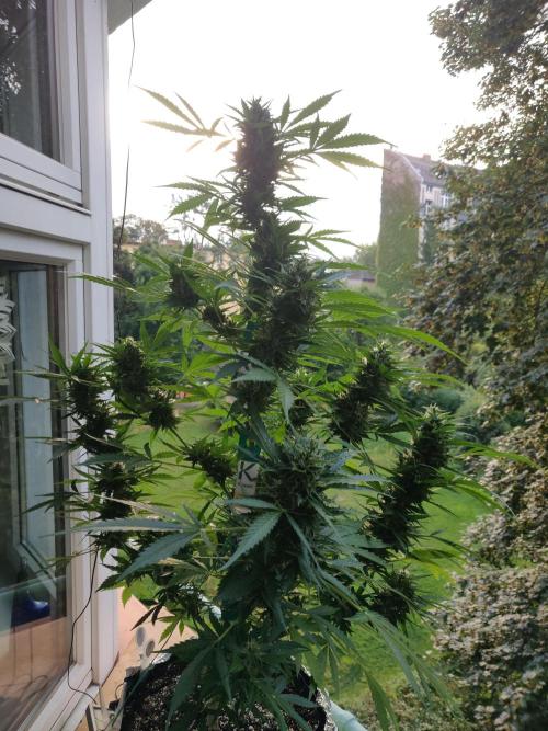 Northern Lights Automatic 2026 Balcony. Week 12 - 31.07.2026