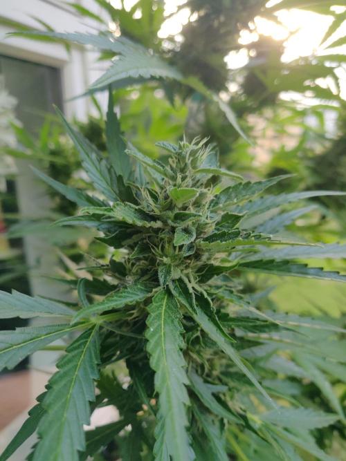 Northern Lights Automatic 2026 Balcony. Week 12 - 31.07.2026