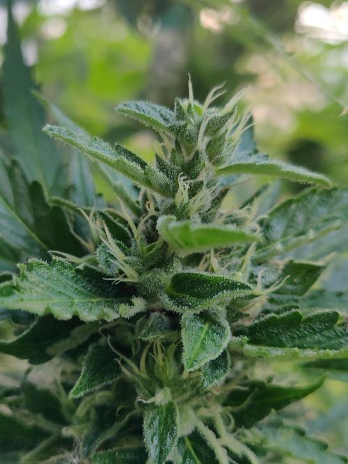 Northern Lights Automatic 2026 Balcony. Week 12 - 31.07.2026