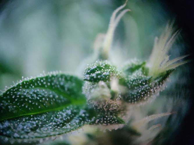 Northern Lights Automatic 2026 Balcony. Week 12 - 31.07.2026