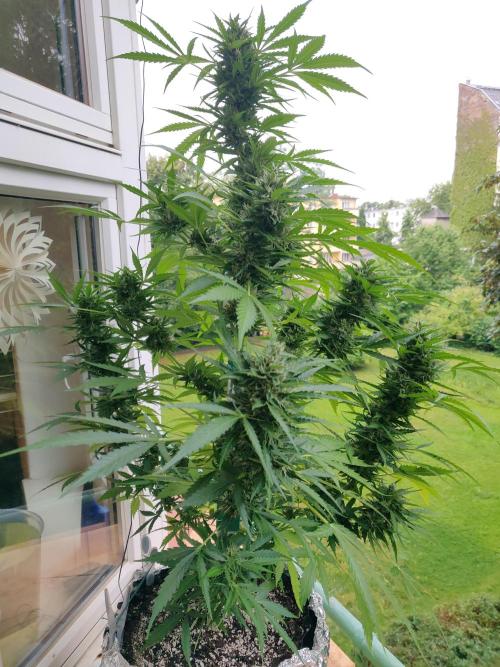 Northern Lights Automatic 2026 Balcony. Week 12 - 01.08.2026