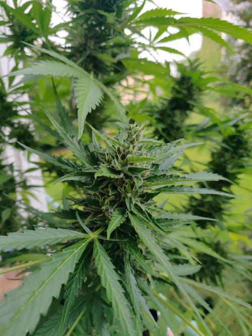Northern Lights Automatic 2026 Balcony. Week 12 - 01.08.2026