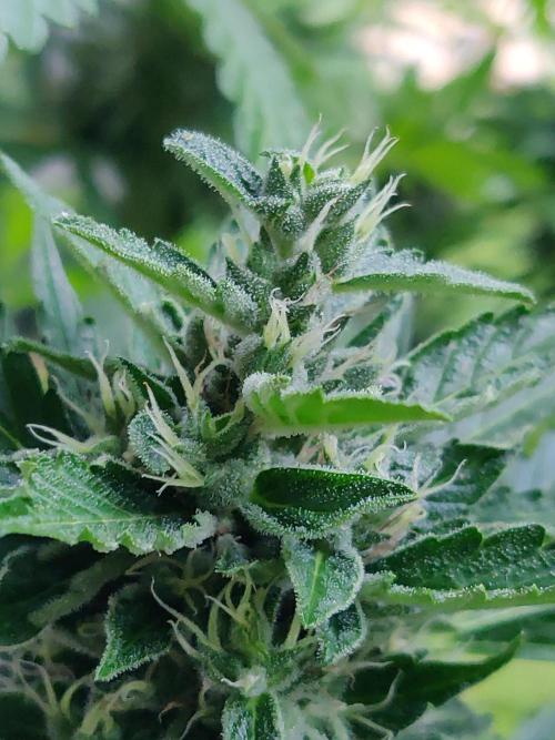 Northern Lights Automatic 2026 Balcony. Week 12 - 01.08.2026