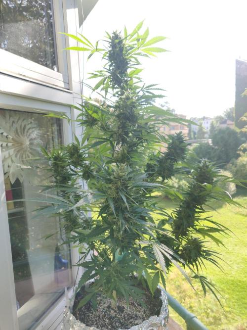 Northern Lights Automatic 2026 Balcony. Week 12 - 02.08.2026