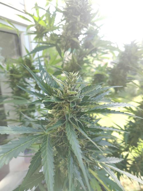 Northern Lights Automatic 2026 Balcony. Week 12 - 02.08.2026