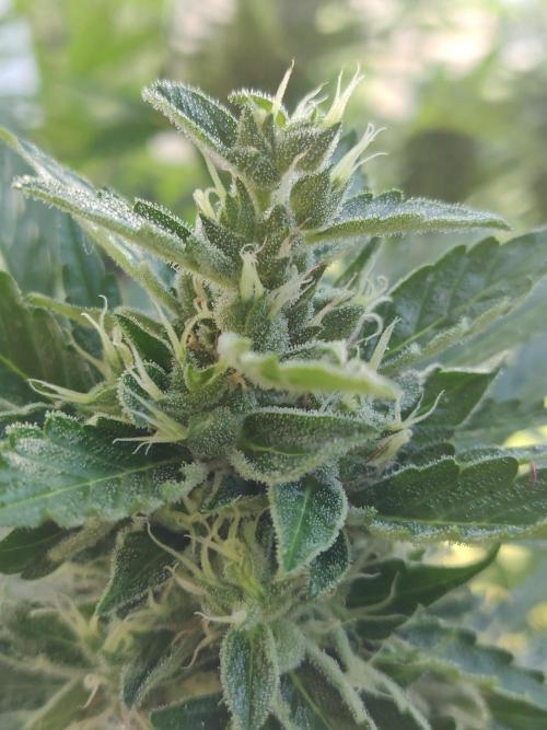 Northern Lights Automatic 2026 Balcony. Week 12 - 02.08.2026