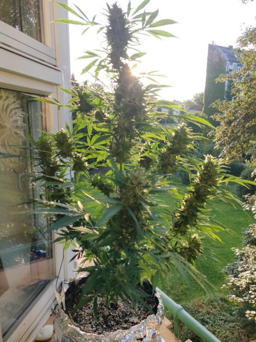 Northern Lights Automatic 2026 Balcony. Week 12 - 03.08.2026