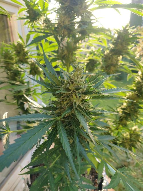 Northern Lights Automatic 2026 Balcony. Week 12 - 03.08.2026