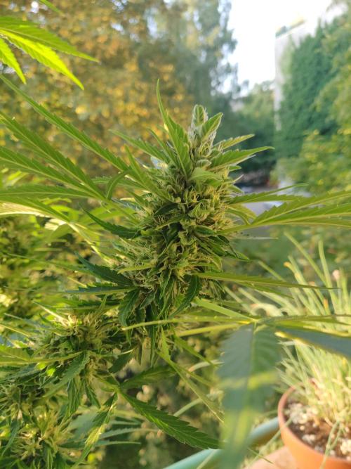 Northern Lights Automatic 2026 Balcony. Week 12 - 03.08.2026
