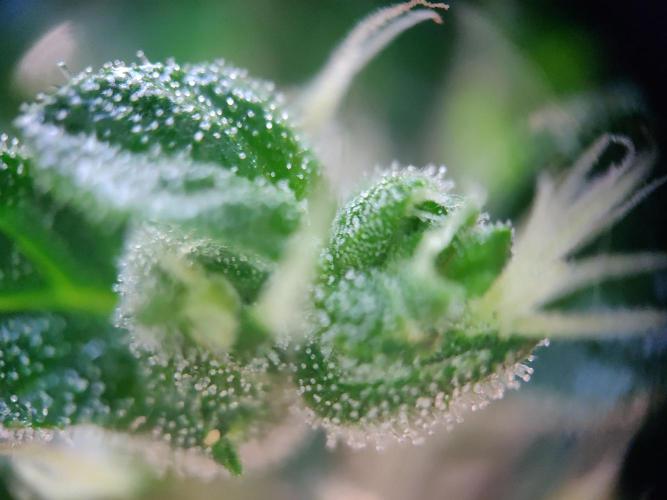 Northern Lights Automatic. Week 12