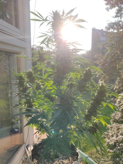 Northern Lights Automatic 2026 Balcony. Week 12 - 04.08.2026