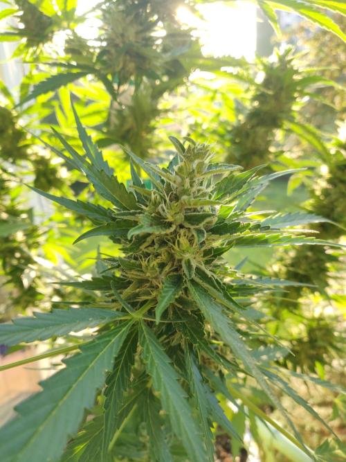 Northern Lights Automatic 2026 Balcony. Week 12 - 04.08.2026