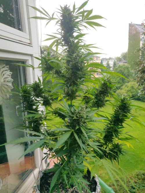 Northern Lights Automatic 2026 Balcony. Week 13 - 05.08.2026