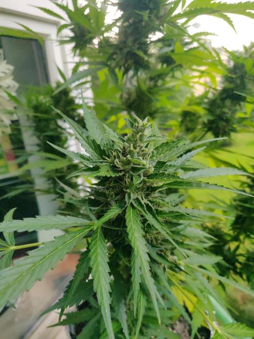 Northern Lights Automatic 2026 Balcony. Week 13 - 05.08.2026