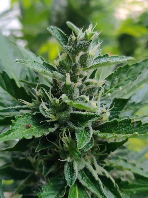 Northern Lights Automatic 2026 Balcony. Week 13 - 05.08.2026