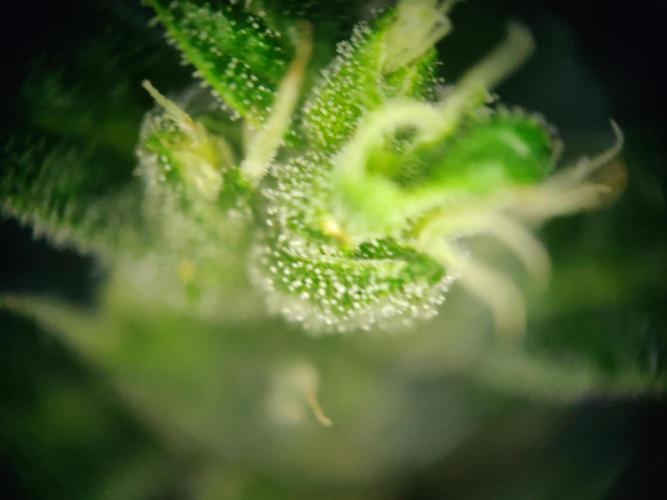 Northern Lights Automatic. Week 13