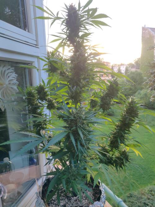 Northern Lights Automatic 2026 Balcony. Week 13 - 06.08.2026