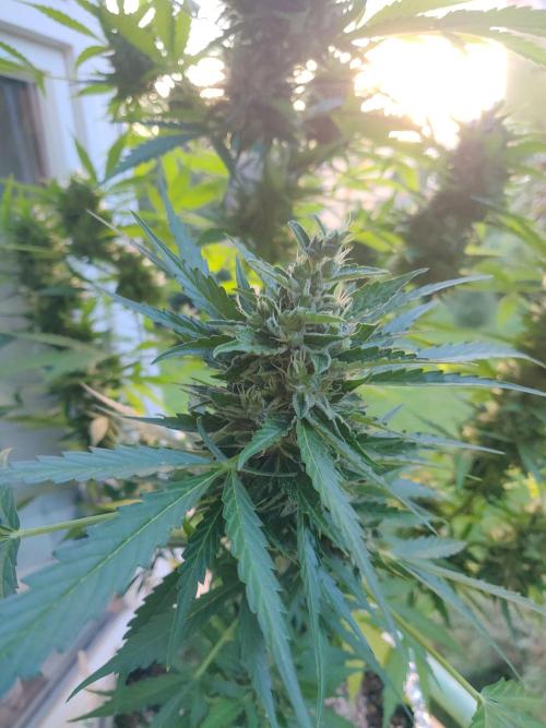 Northern Lights Automatic 2026 Balcony. Week 13 - 06.08.2026